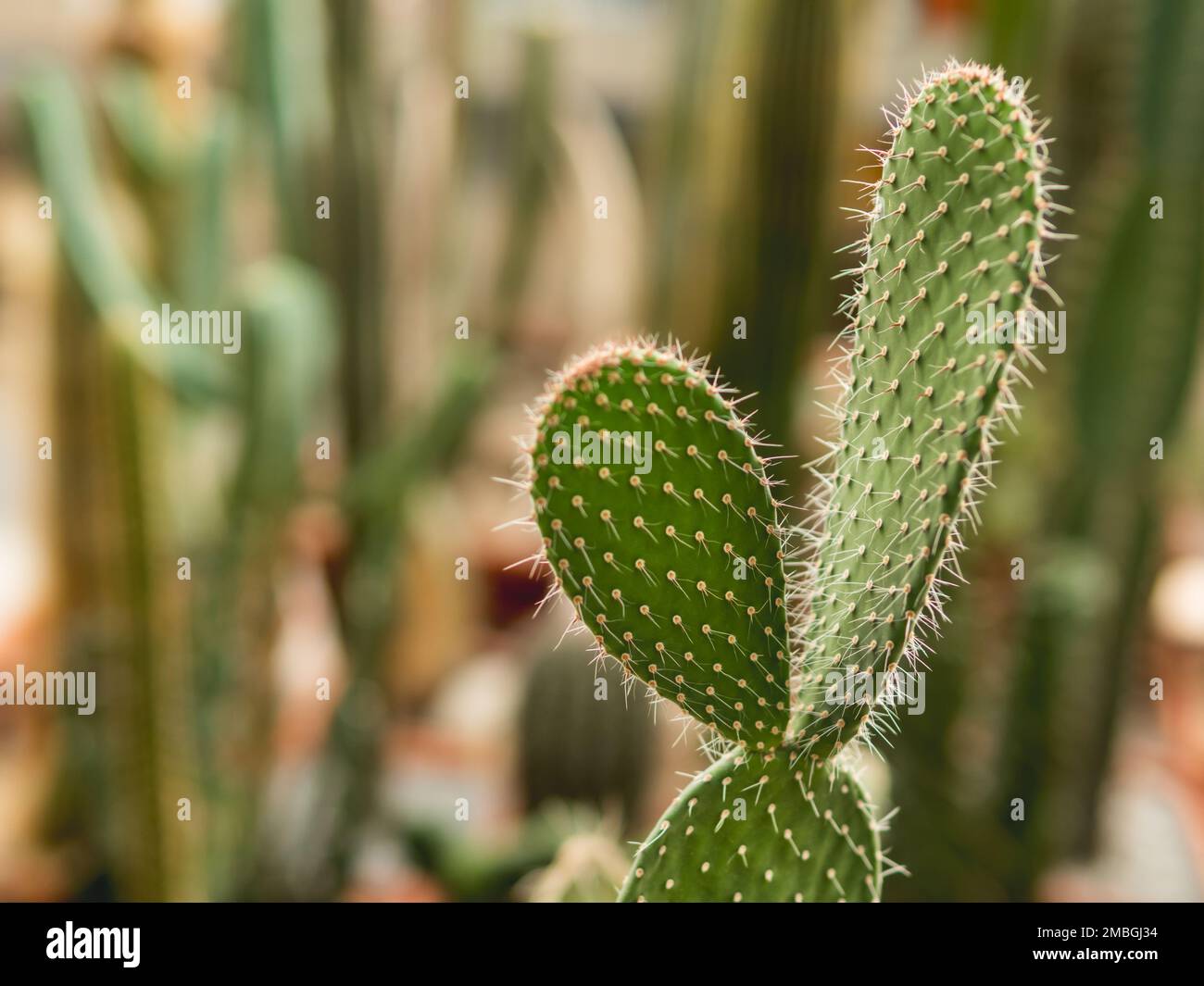 Primo piano foto di cactus su sfondo sfocato della collezione di cactus diversi. Hobby botanico o coltura per ibridazione. Foto Stock
