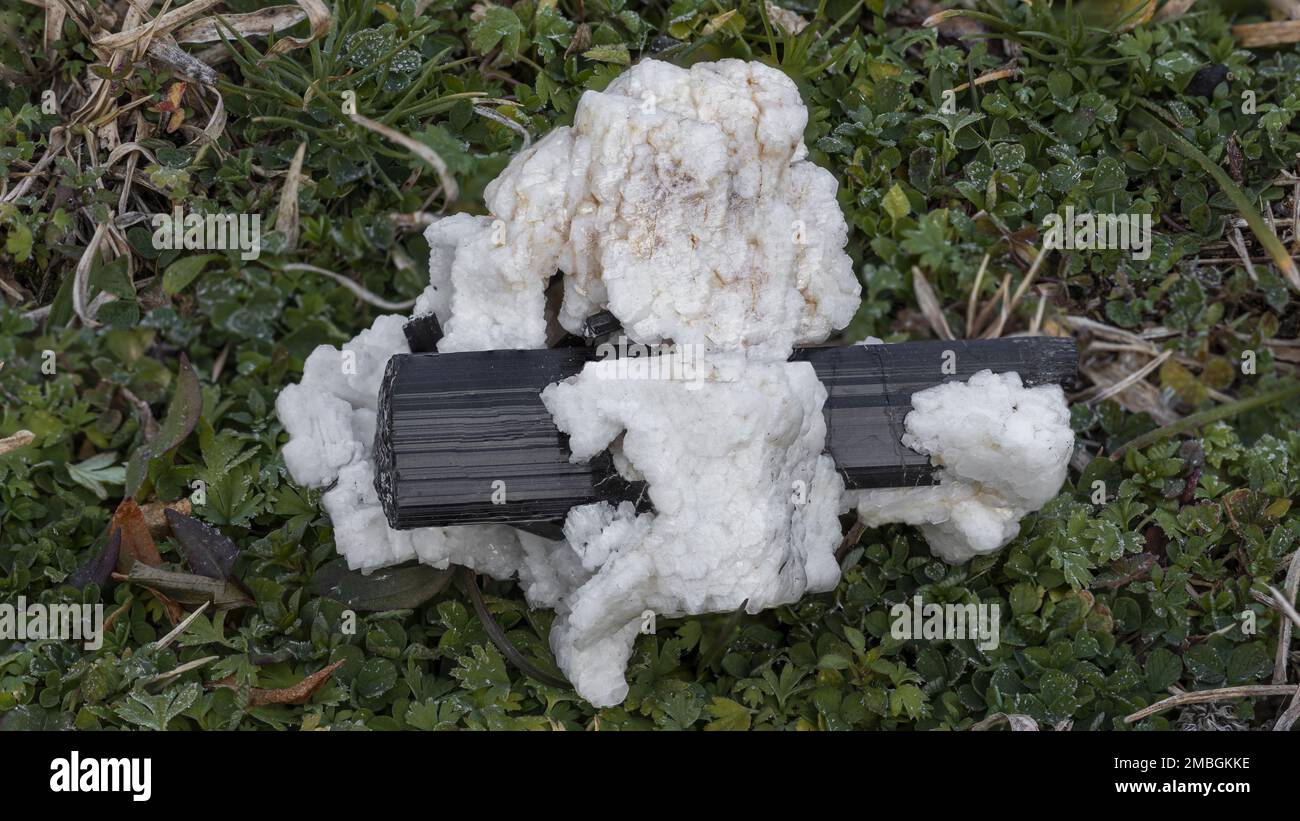 campione di tormalina nera su matrice trasparente su fondo erboso Foto Stock