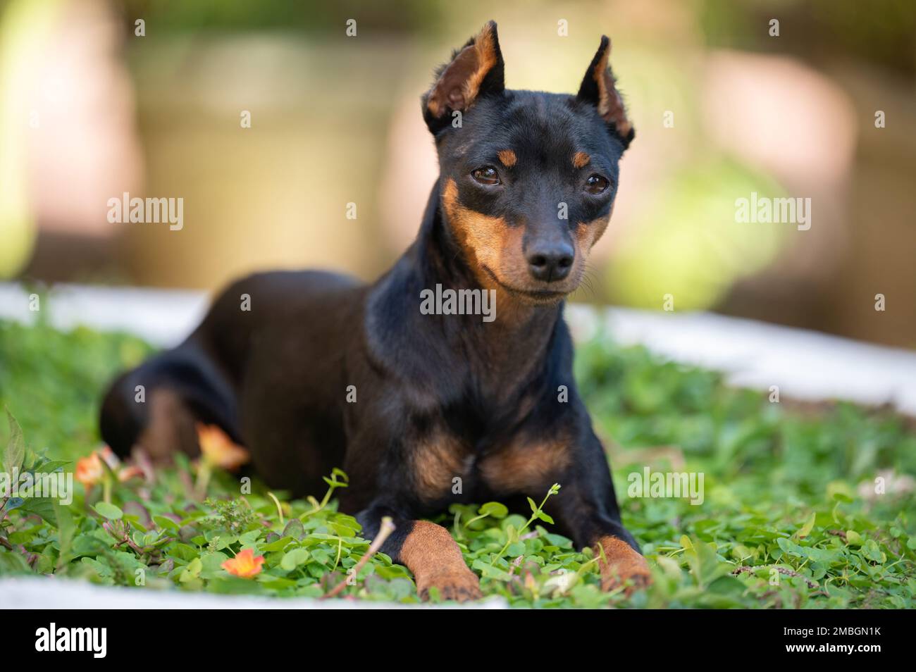 Primo piano ritratto del cane doberman pincher con le orecchie tagliate Foto Stock