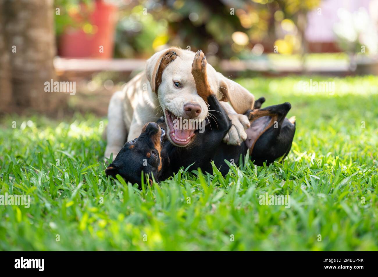 Divertente giocare due cuccioli su sfondo verde erba vista ravvicinata Foto Stock