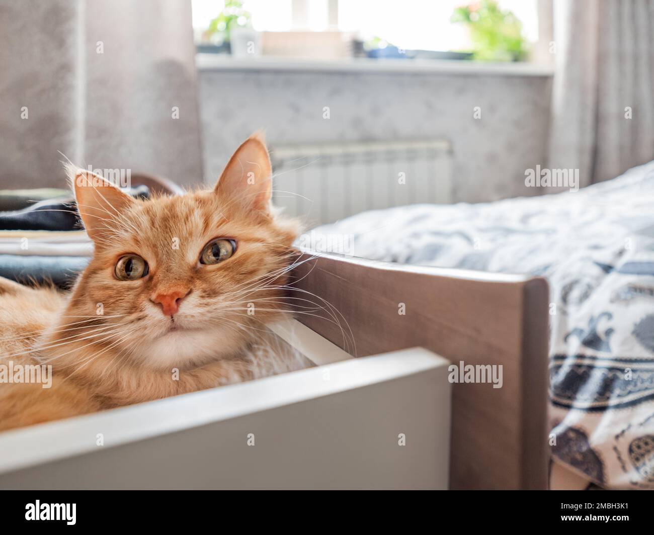 Gatto zenzero dorme nella cassettiera. Il soffice animale domestico ha un riposo fra i vestiti piegati. Animale domestico in camera da letto. Foto Stock