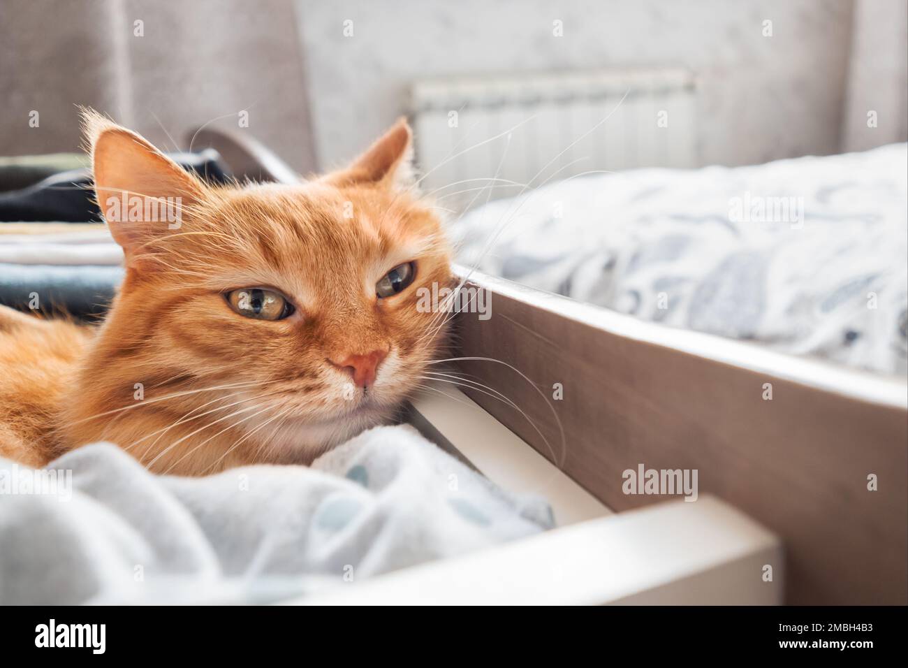Gatto zenzero dorme nella cassettiera. Il soffice animale domestico ha un riposo fra i vestiti piegati. Animale domestico in camera da letto. Foto Stock