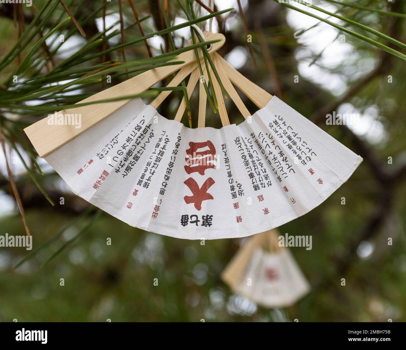 Gli omikuji a forma di ventaglio (fortune) sono appesi ad un pino a Chionji, un tempio buddista ad Amanohashidate, nella prefettura di Kyoto, Giappone. Foto Stock