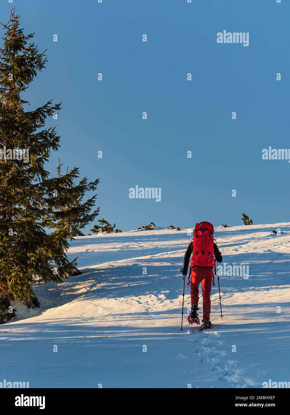 Escursionista con racchette da neve a piedi rossi con zaino e bastoncini vicino a un pino durante il tramonto Slovacchia, bassa Tatra montagne Foto Stock