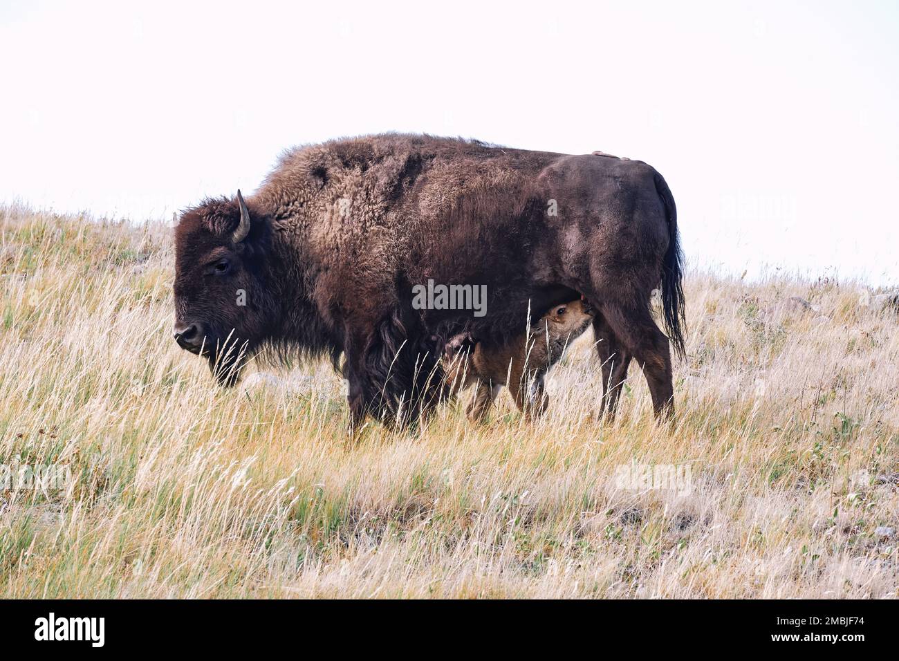 Mamma mia! La nuova generazione è arrivata! Nutrimento di vitello affamato. Bison Paddock del Waterton Lakes National Park, Alberta, Canada Foto Stock