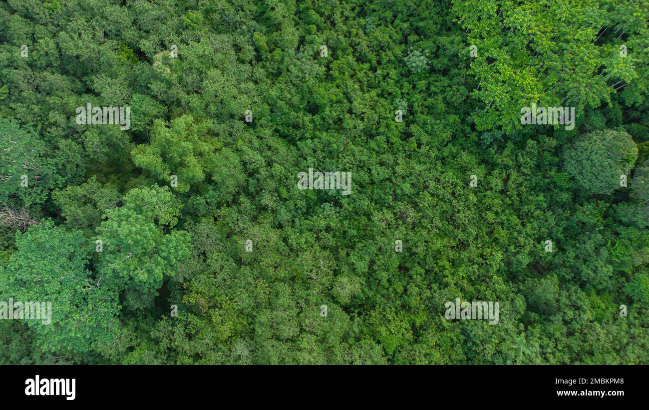 Lussureggiante foresta pluviale tropicale con densa tettoia a Sumatra, Indonesia. Foto Stock