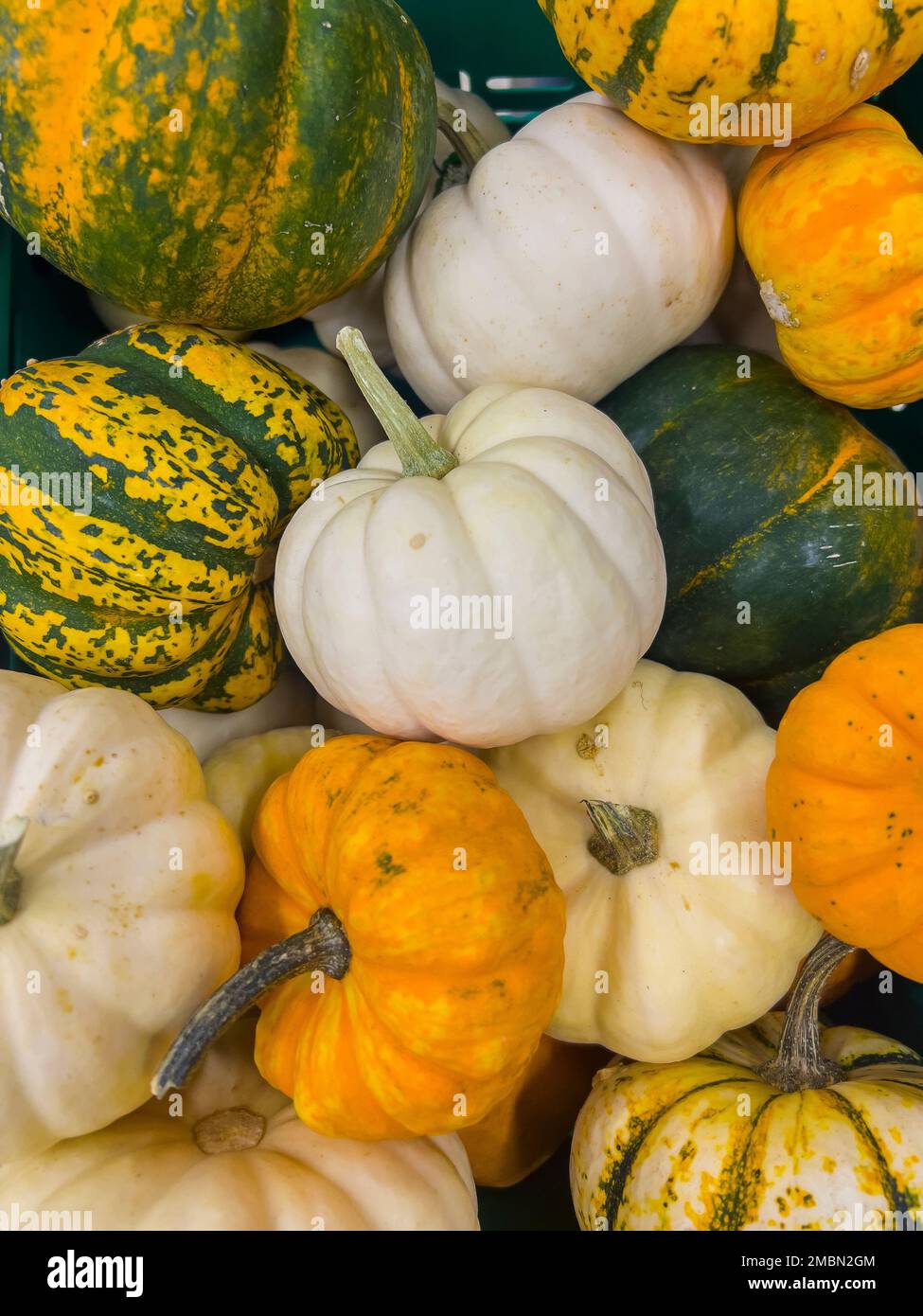 Vista dall'alto sulle mini zucche colorate. Zucca caduta accatastata. Varietà di verdure diverse in una bancarella del mercato. Cibo sfondo con spazio copia. Poster Foto Stock