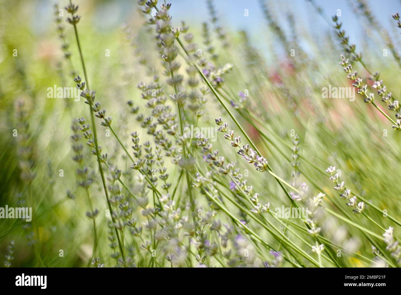 Sfondi lavanda. Fioritura del campo. Prato. Aromaterapia. CENTRO BENESSERE. Primo piano fiori e erba e cielo. Foto Stock