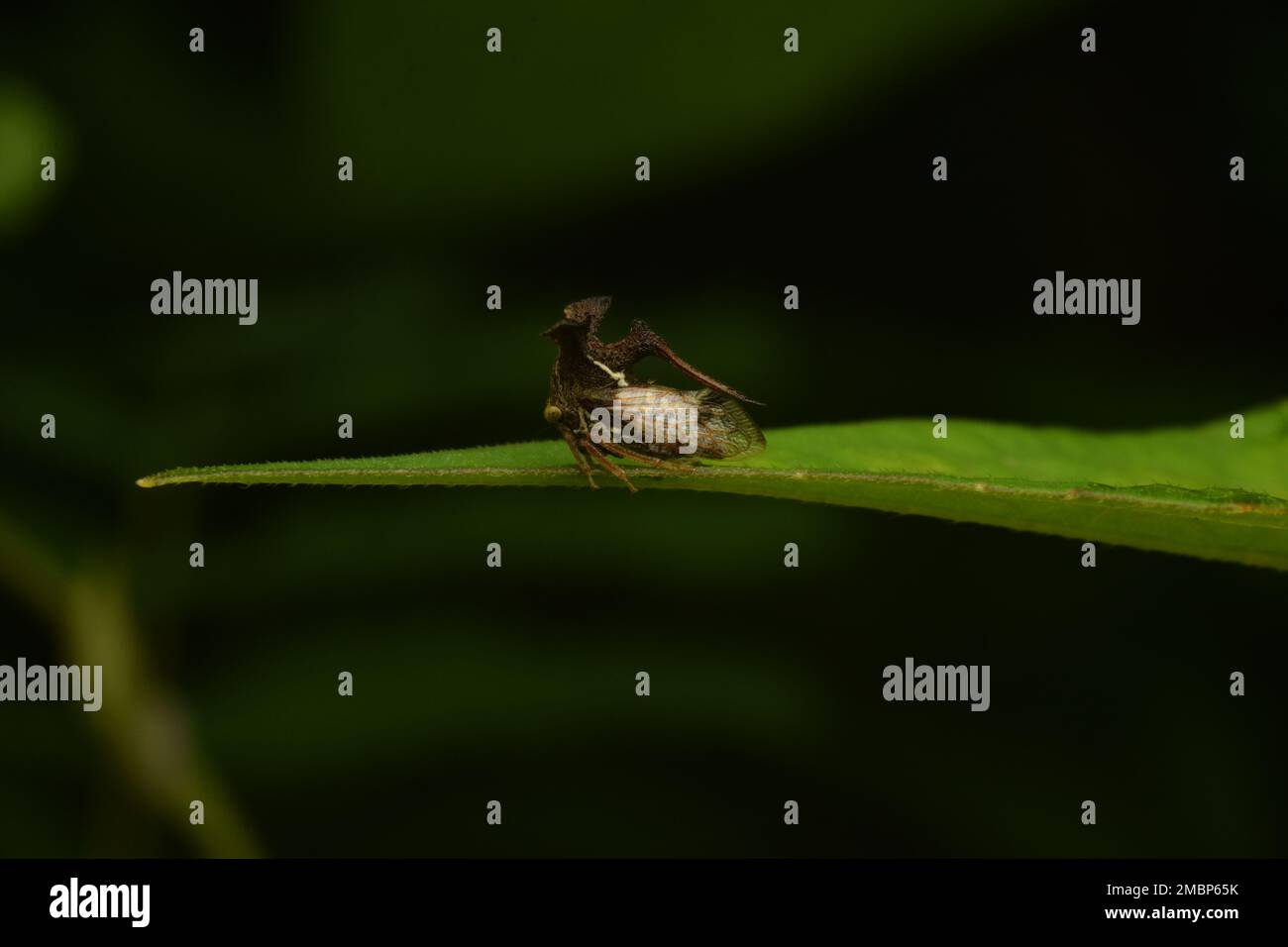 La tramoggia a tre corna poggia sulla foglia. Java, Indonesia. Leptocentrus sp. Foto Stock