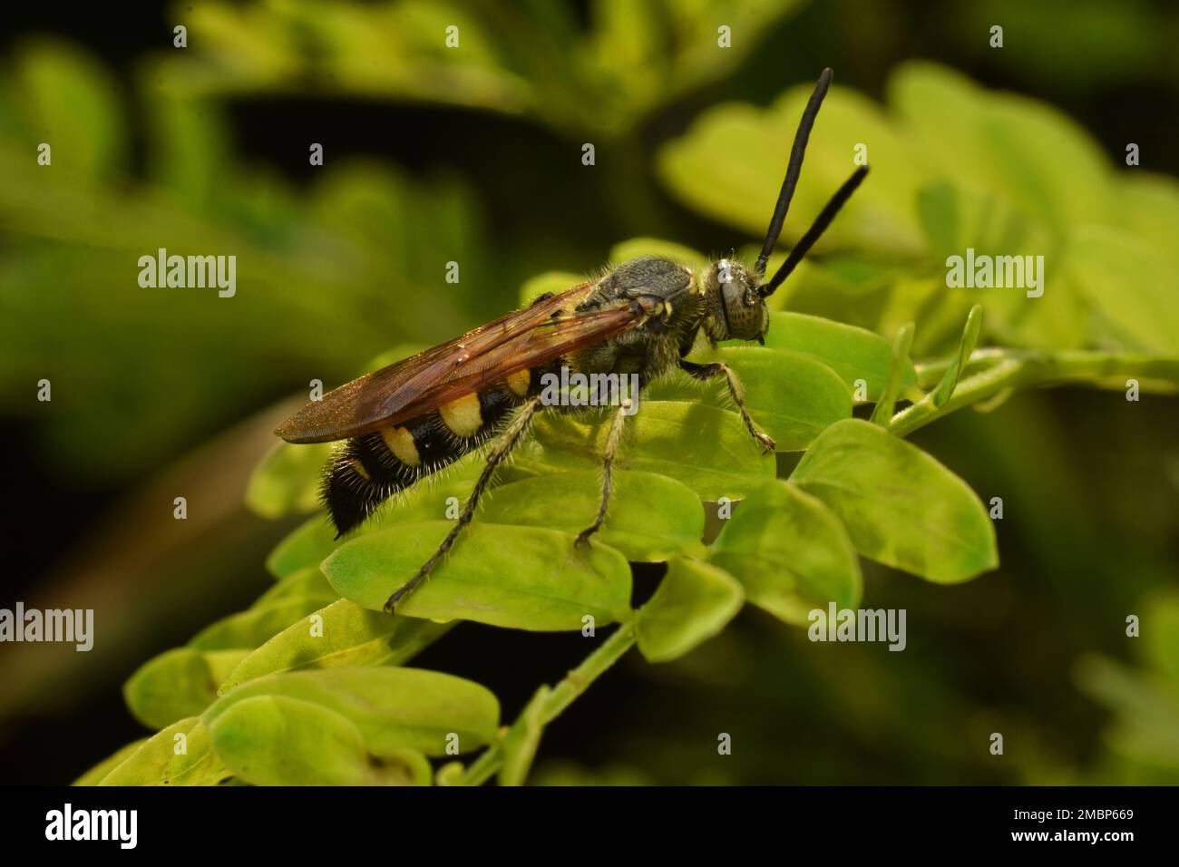 La vespa Scoliid arroccata sulle foglie. Campsomeriella sp. Java, Indonesia. Foto Stock
