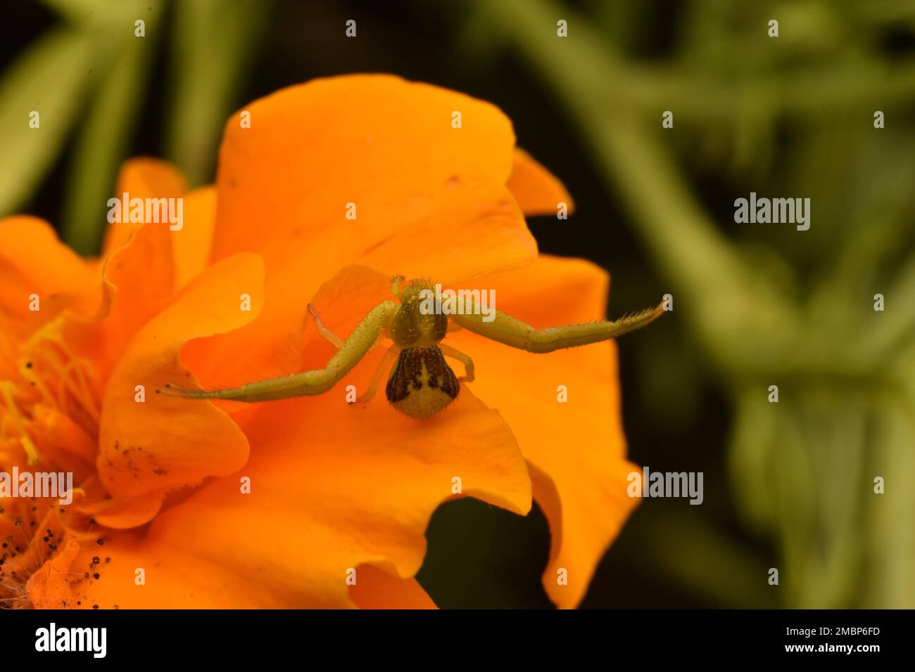 Un ragno di granchio verde riposa sul fiore giallo del cosmo. Foto Stock