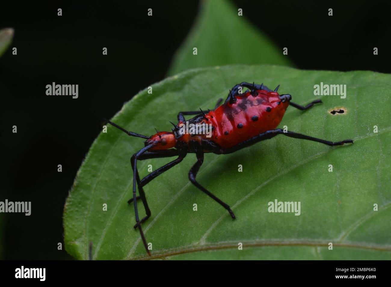 Adulto con zanzariera. Foto Stock