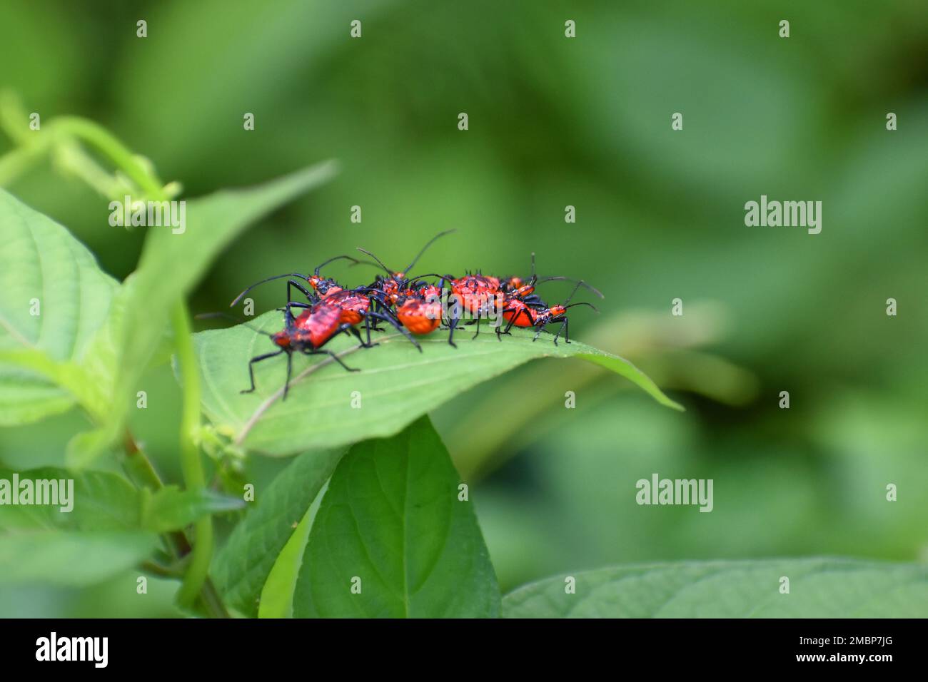 Un gruppo di ninfa di cimice di citrona che si riunisce su una foglia verde. Foto Stock