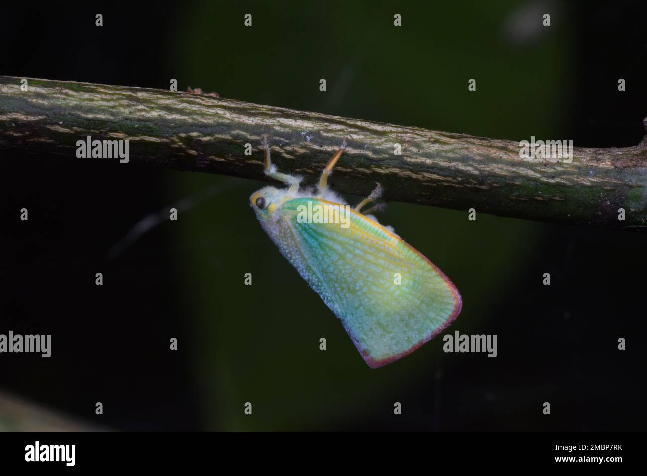 planthopper bianco bluastro appollaiato sul ramoscello capovolto. Java, Indonesia. Foto Stock