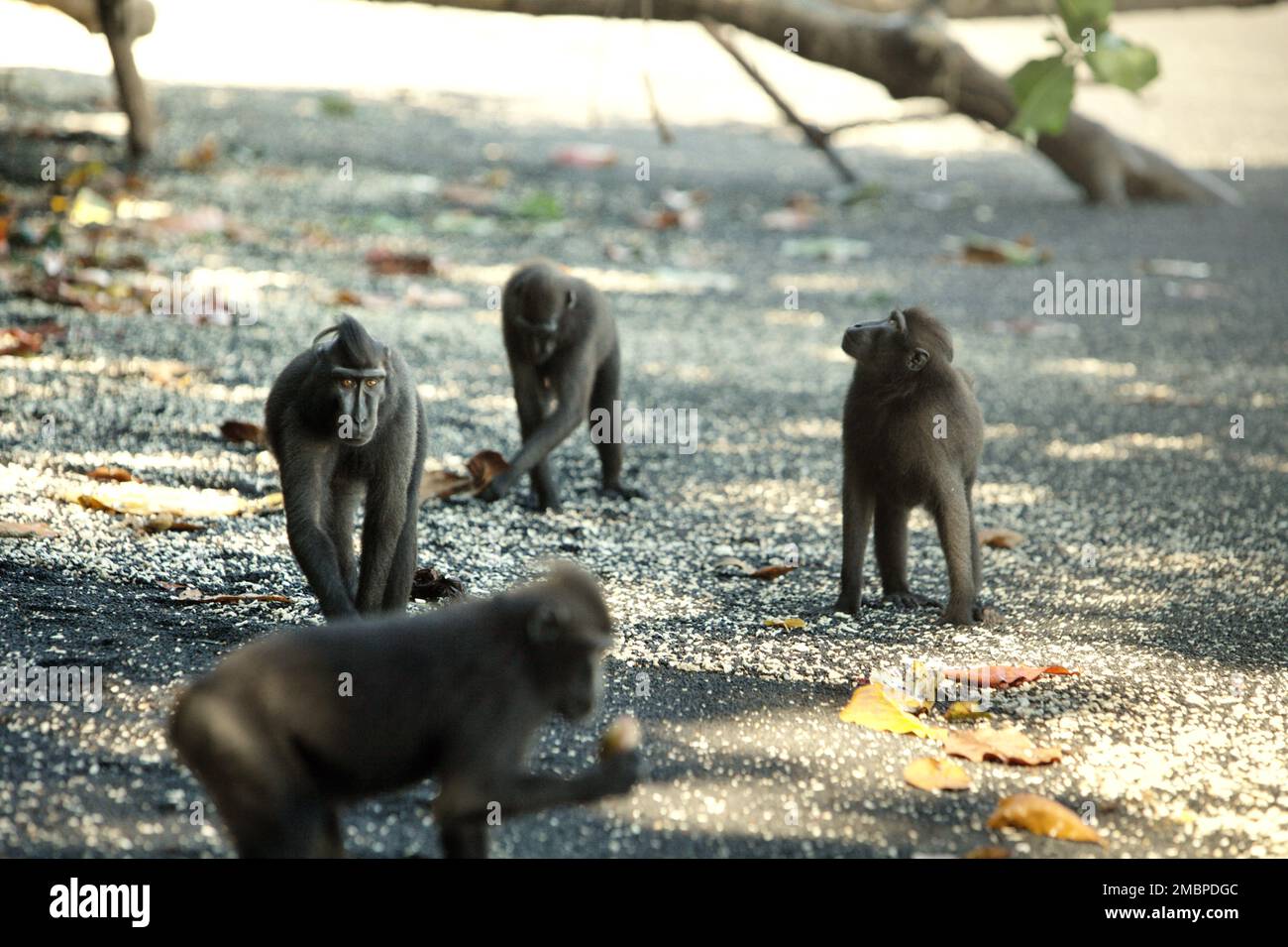 I macachi neri di Sulawesi (Macaca nigra) vagano su una spiaggia nel loro habitat naturale nella Riserva Naturale di Tangkoko, Sulawesi settentrionale, Indonesia. L'habitat naturale di questa specie protetta è la foresta pianeggiante che si estende dal livello del mare a un'altitudine di circa 1.300 metri, secondo i primati scienziati. Foto Stock