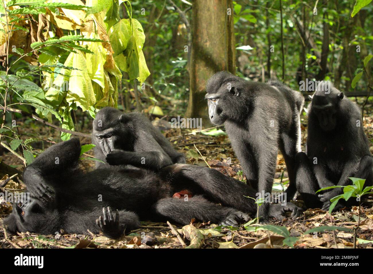 Un individuo maschio di macaco soldato nero (Macaca nigra) è stato governato da un altro individuo in quanto si trova sul pavimento della foresta nella foresta di Tangkoko, Nord Sulawesi, Indonesia. Un individuo maschio di questa specie ha un fattore di personalità di 'sociabilita', che è identificato dal suo 'alto tasso di governare, alto numero di vicini femminili, e la rete di governare variegata,' secondo un gruppo di scienziati guidati da Christof Neumann in un documento scientifico pubblicato nell'agosto 2013. I maschi hanno anche un fattore di personalità di 'connessione', che è identificato dal suo 'vicino disverso e la sua rete governante, Foto Stock