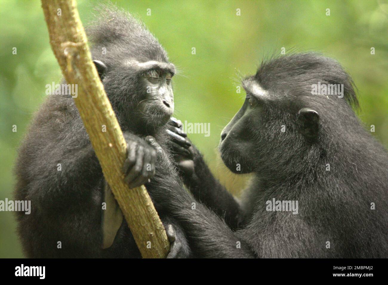 Una donna adulta di macaco soldato nero (Macaca nigra) sta curando un giovane (a sinistra, età sconosciuta) nella Riserva Naturale di Tangkoko, Nord Sulawesi, Indonesia. Il periodo di svezzamento di un neonato macaco crestato, dai 5 mesi fino ai 1 anni di età, è la prima fase della vita in cui la mortalità infantile è la più alta. Gli scienziati primati del progetto Macaca Nigra hanno osservato che '17 dei 78 bambini (22%) sono scomparsi nel loro primo anno di vita. Otto di questi 17 corpi morti di lattanti sono stati trovati con grandi ferite da puntura.' Foto Stock