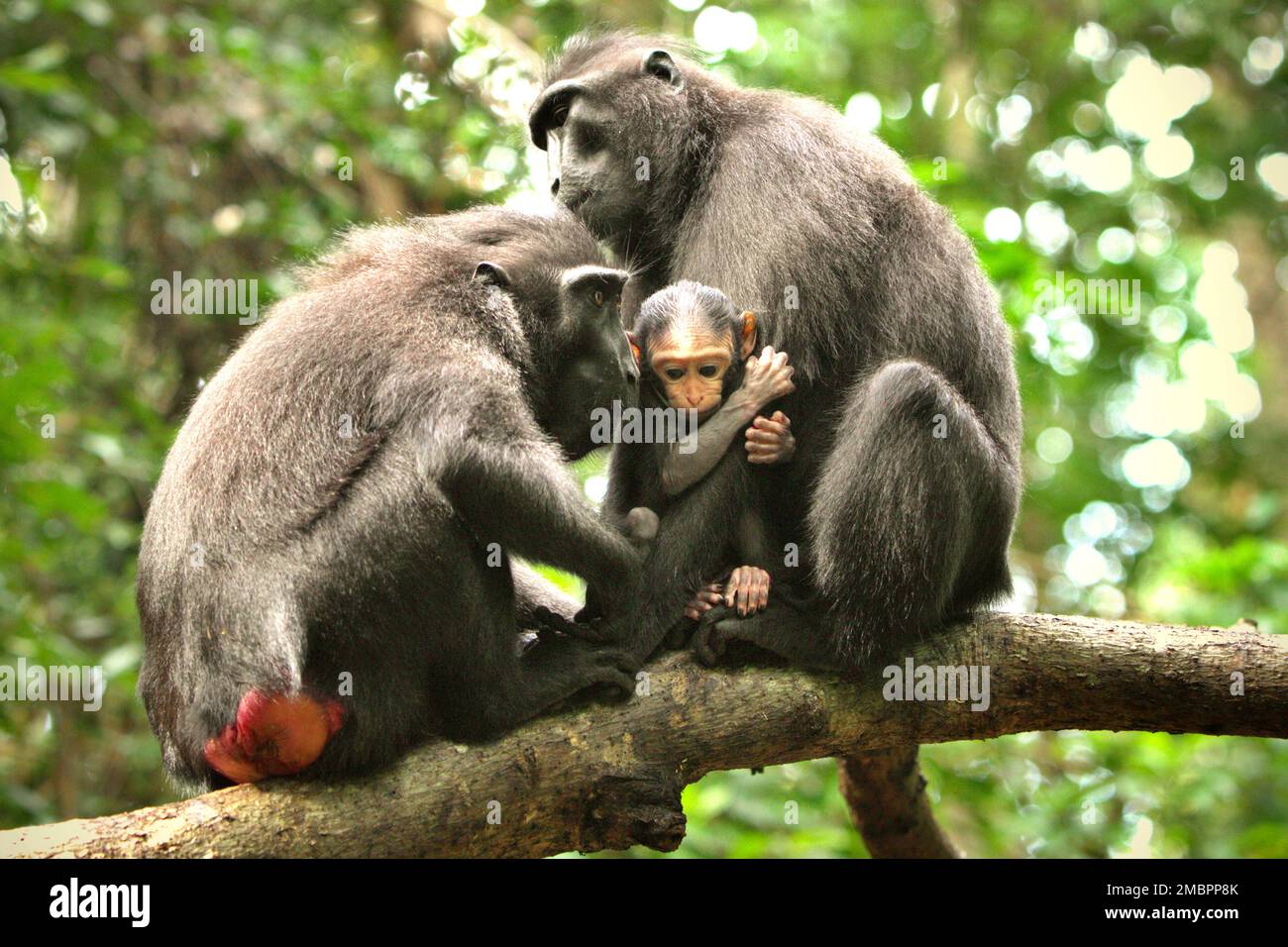 Le donne adulte del macaco nero Sulawesi (Macaca nigra) si stanno occupando di un neonato nella foresta di Tangkoko, nel Nord Sulawesi, Indonesia. Il periodo di svezzamento di un neonato macaco crestato, dai 5 mesi fino ai 1 anni di età, è la prima fase della vita in cui la mortalità infantile è la più alta. Gli scienziati primati del progetto Macaca Nigra hanno osservato che '17 dei 78 bambini (22%) sono scomparsi nel loro primo anno di vita. Otto di questi 17 corpi morti di lattanti sono stati trovati con grandi ferite da puntura.' Foto Stock