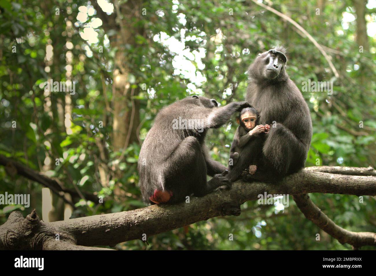 Le donne adulte del macaco nero Sulawesi (Macaca nigra) si stanno occupando di un neonato nella foresta di Tangkoko, nel Nord Sulawesi, Indonesia. Il periodo di svezzamento di un neonato macaco crestato, dai 5 mesi fino ai 1 anni di età, è la prima fase della vita in cui la mortalità infantile è la più alta. Gli scienziati primati del progetto Macaca Nigra hanno osservato che '17 dei 78 bambini (22%) sono scomparsi nel loro primo anno di vita. Otto di questi 17 corpi morti di lattanti sono stati trovati con grandi ferite da puntura.' Foto Stock