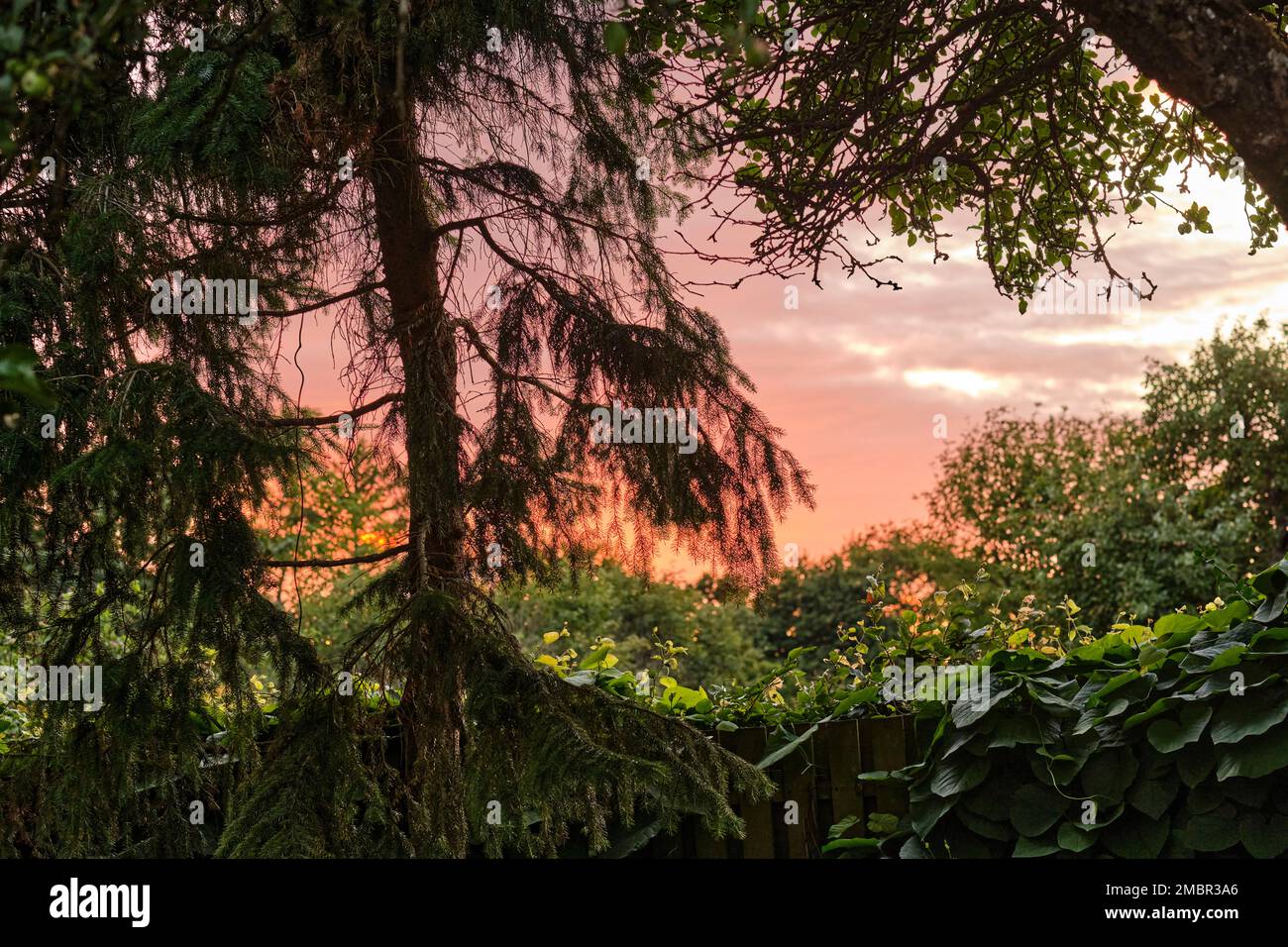 Bellissimi fiori dal mio giardino. Una serie di belle foto del giardino. Foto Stock