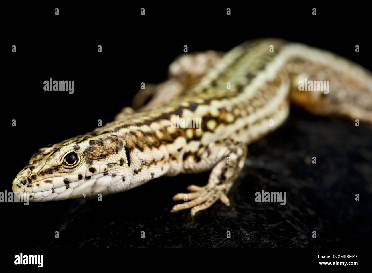 Guadarrama Wall Lizard (Podarcis guadarramae) maschio Foto Stock