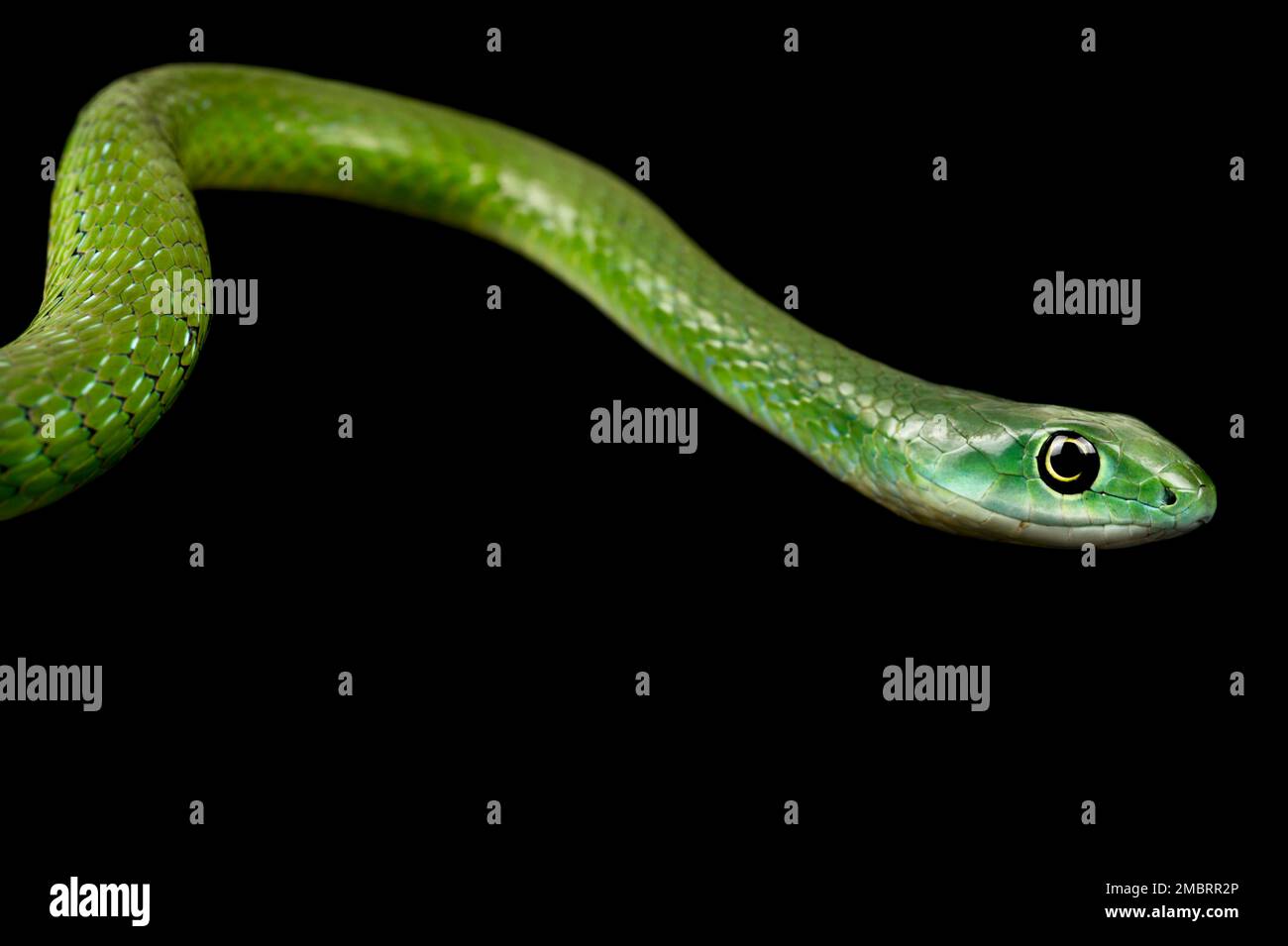 Serpente di Bush verde del nord (Philothamnus irregiraris) Foto Stock