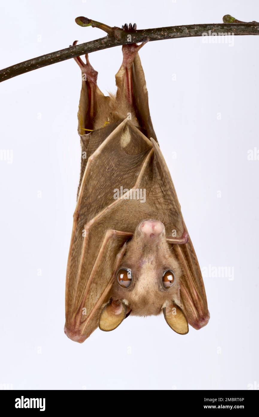 Pipistrello di frutta epauletta nana di Peters (Micropteropus pusilus) Foto Stock