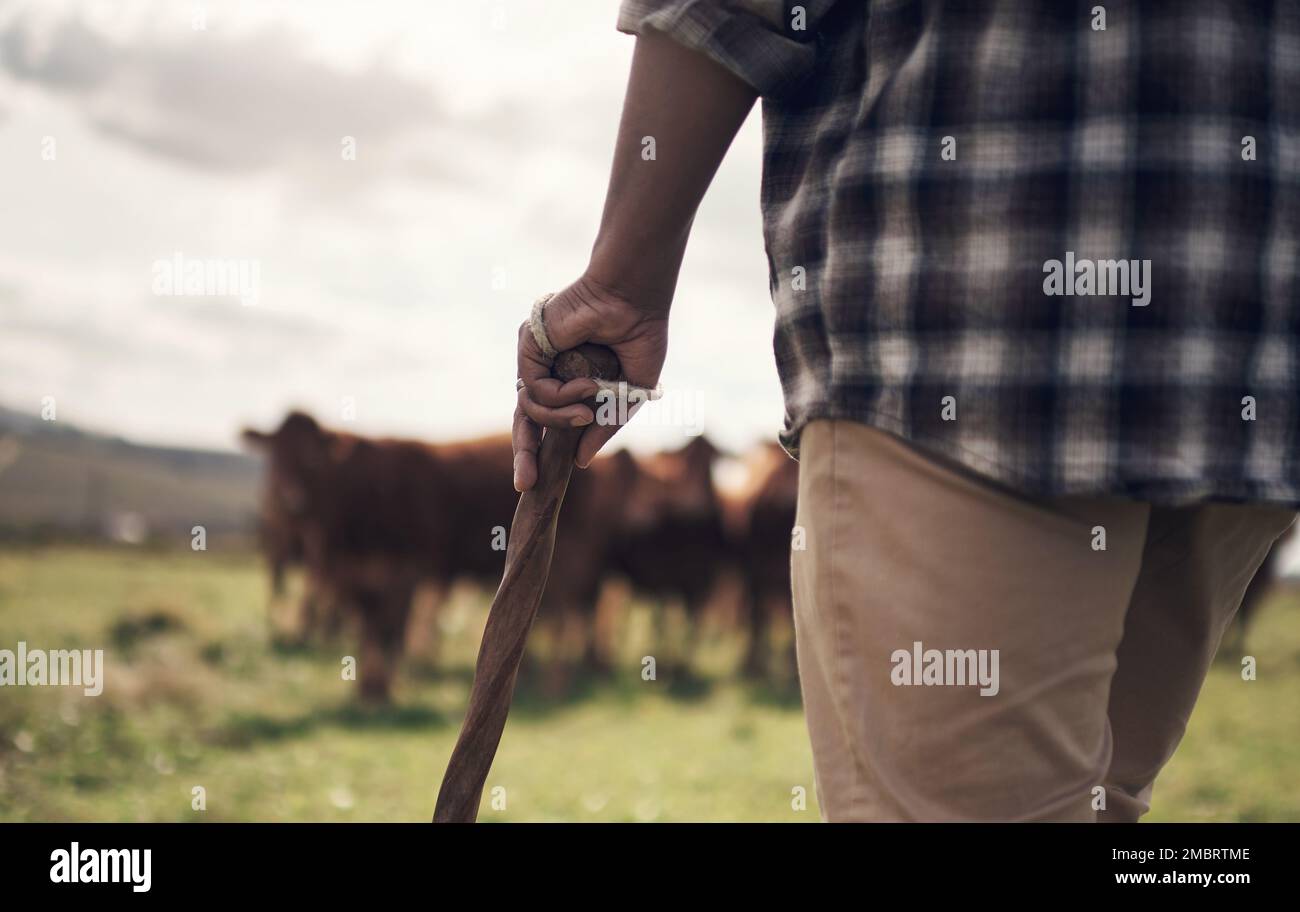 Dai ragazzi, lascia Vai a casa. un uomo che lavora in una fattoria di mucca. Foto Stock