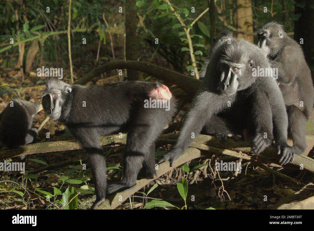 Un gruppo di macachi neri Sulawesi (Macaca nigra) nella foresta di Tangkoko, Nord Sulawesi, Indonesia. Un individuo maschio di questa specie ha un fattore di personalità di 'sociabilita', che è identificato dal suo 'alto tasso di governare, alto numero di vicini femminili, e la rete di governare variegata,' secondo un gruppo di scienziati guidati da Christof Neumann in un documento scientifico pubblicato nell'agosto 2013. I maschi hanno anche un fattore di personalità 'connectedness', che è identificato dal suo 'vicino inverso e la rete governante, posizione spaziale nel nucleo del gruppo', hanno aggiunto. Foto Stock