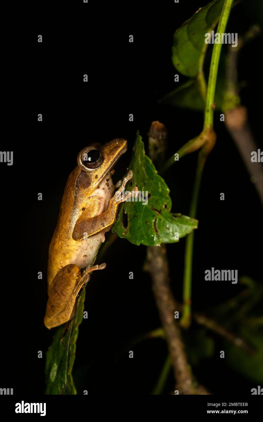 Una rana di albero indiano che riposa su una foglia in una giornata piovosa all'interno delle foreste pluviali di Agumbe Foto Stock
