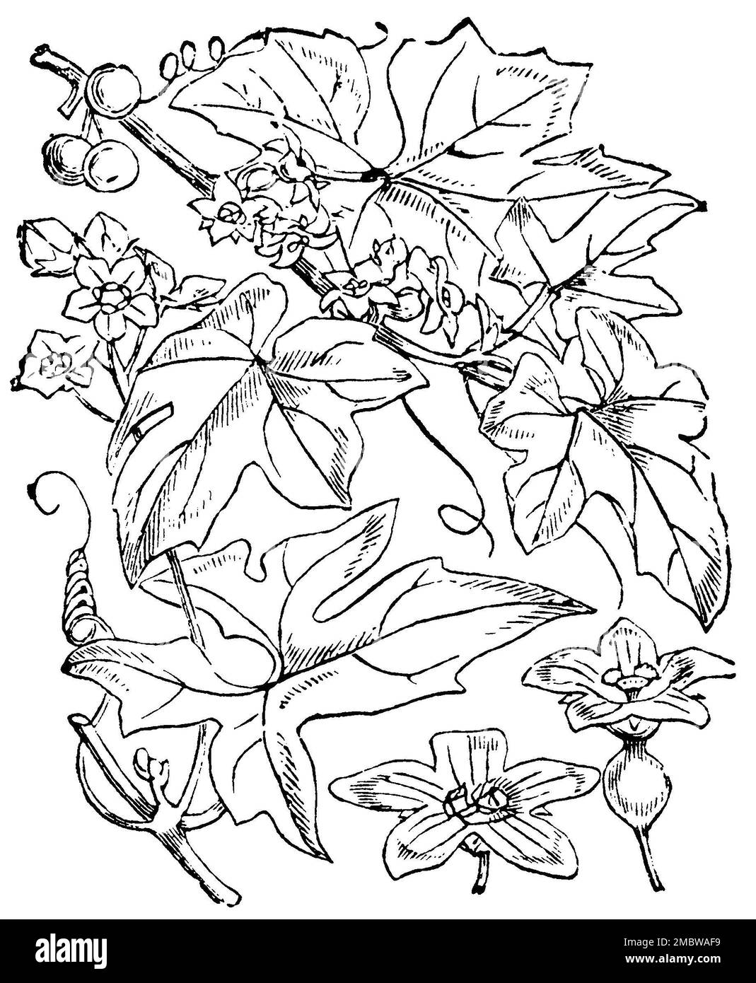Bryony cretese, Bryonia dioica, Anonym (libro di botanica, 1880), Rotfrüchtige Zaunrübe, Bryone dioique Foto Stock