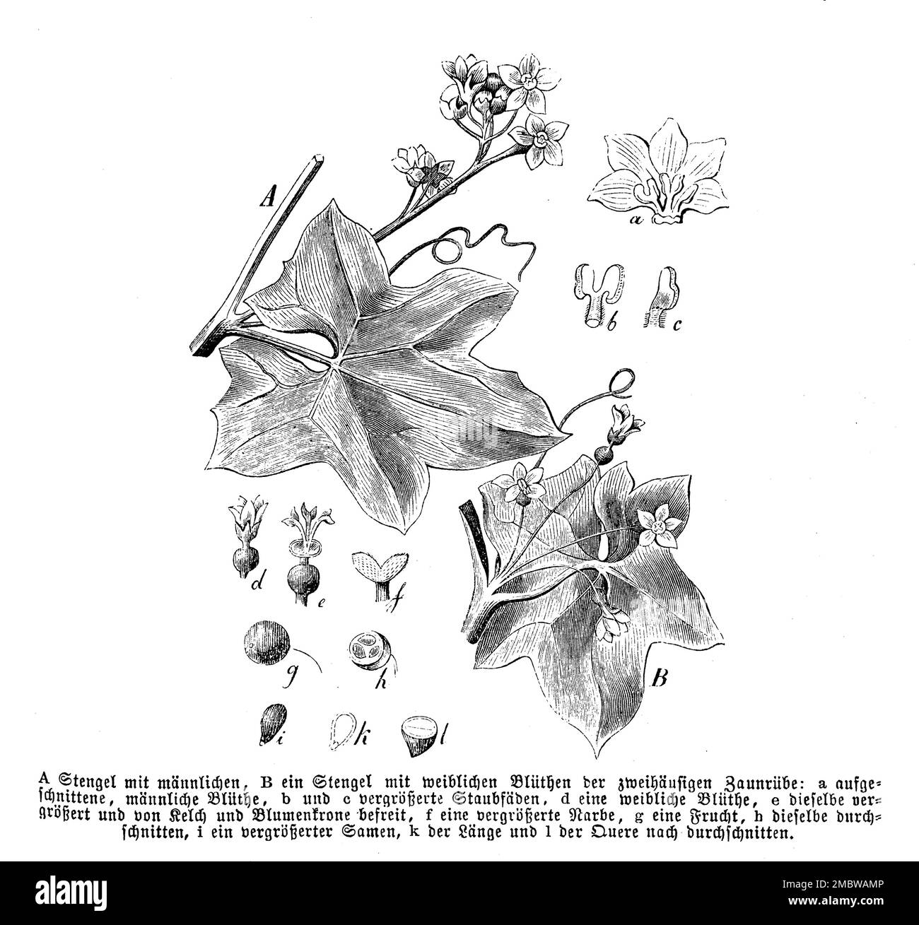 Bryony cretese, Bryonia dioica, Anonym (Biology Book, 1881), Rotfrüchtige Zaunrübe, Bryone dioique Foto Stock