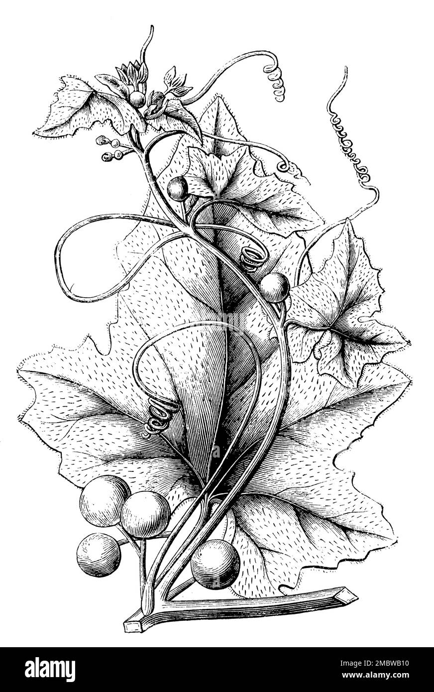 Bryony cretese, ramo con fiori di pistillato, Bryonia dioica, (libro di botanica, 1898), Rotfrüchtige Zaunrübe, Zweig mit Stempelblüten, Bryone dioique, branche avec fleurs pistillaires Foto Stock