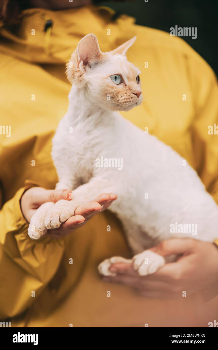 Gatti Ritratto. Gatto obbediente Devon Rex con colore crema pelliccia seduto sulle mani. Curioso divertente carino bella Devon Rex Cat. Fantastici animali domestici felici Foto Stock