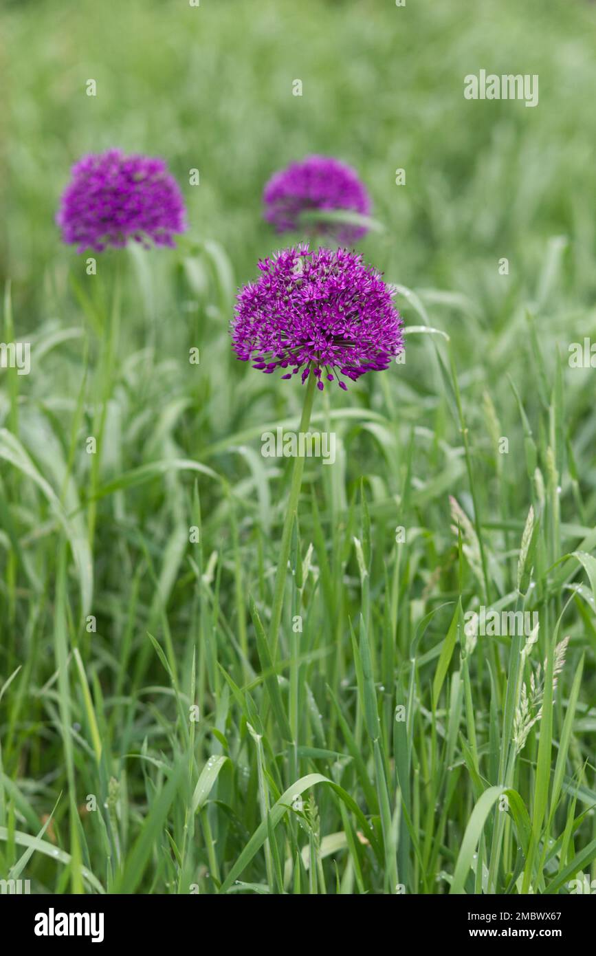 Allium hollandicum 'viola sensazione' Foto Stock