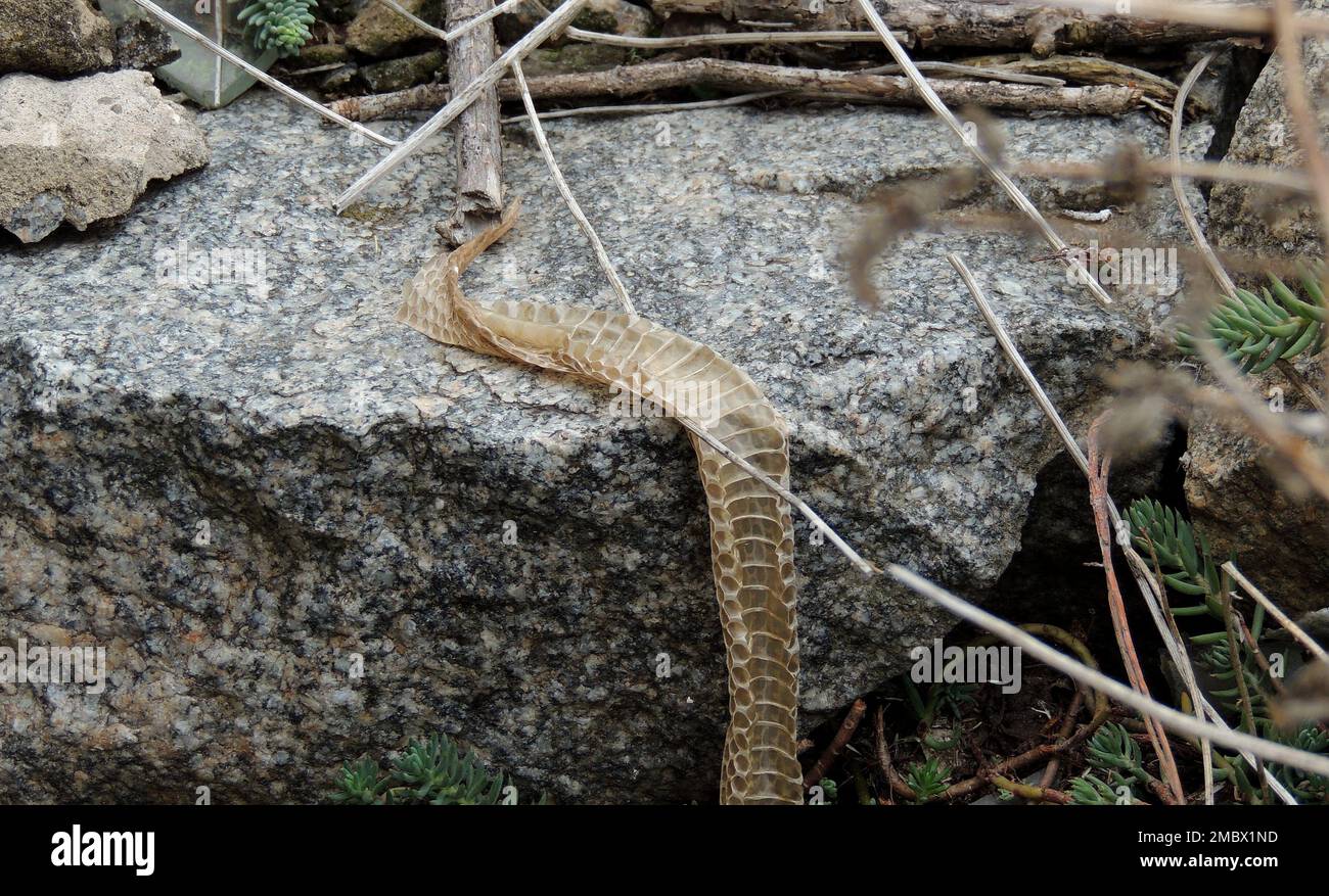 Muta pelle di serpente in condizioni naturali Foto Stock
