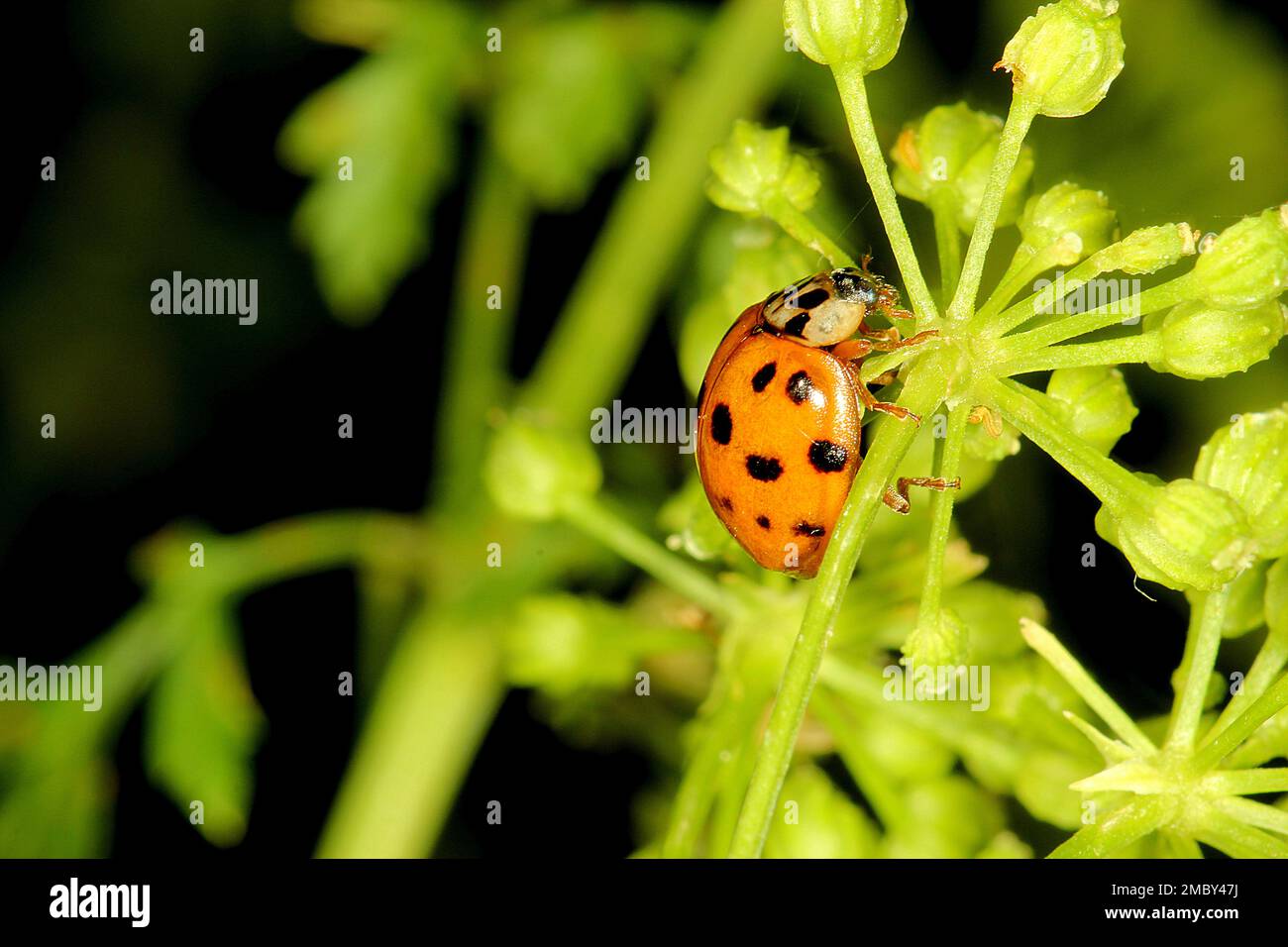 Coleotteri di Ladybird (Harmonia, Adalia, Halmus spp.) Foto Stock