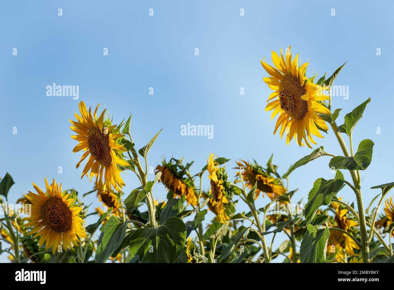 Grandi teste di girasoli contro il cielo, vista dal basso. Girasoli gialli e cielo blu chiaro. Campo agricolo biologico. Foto Stock