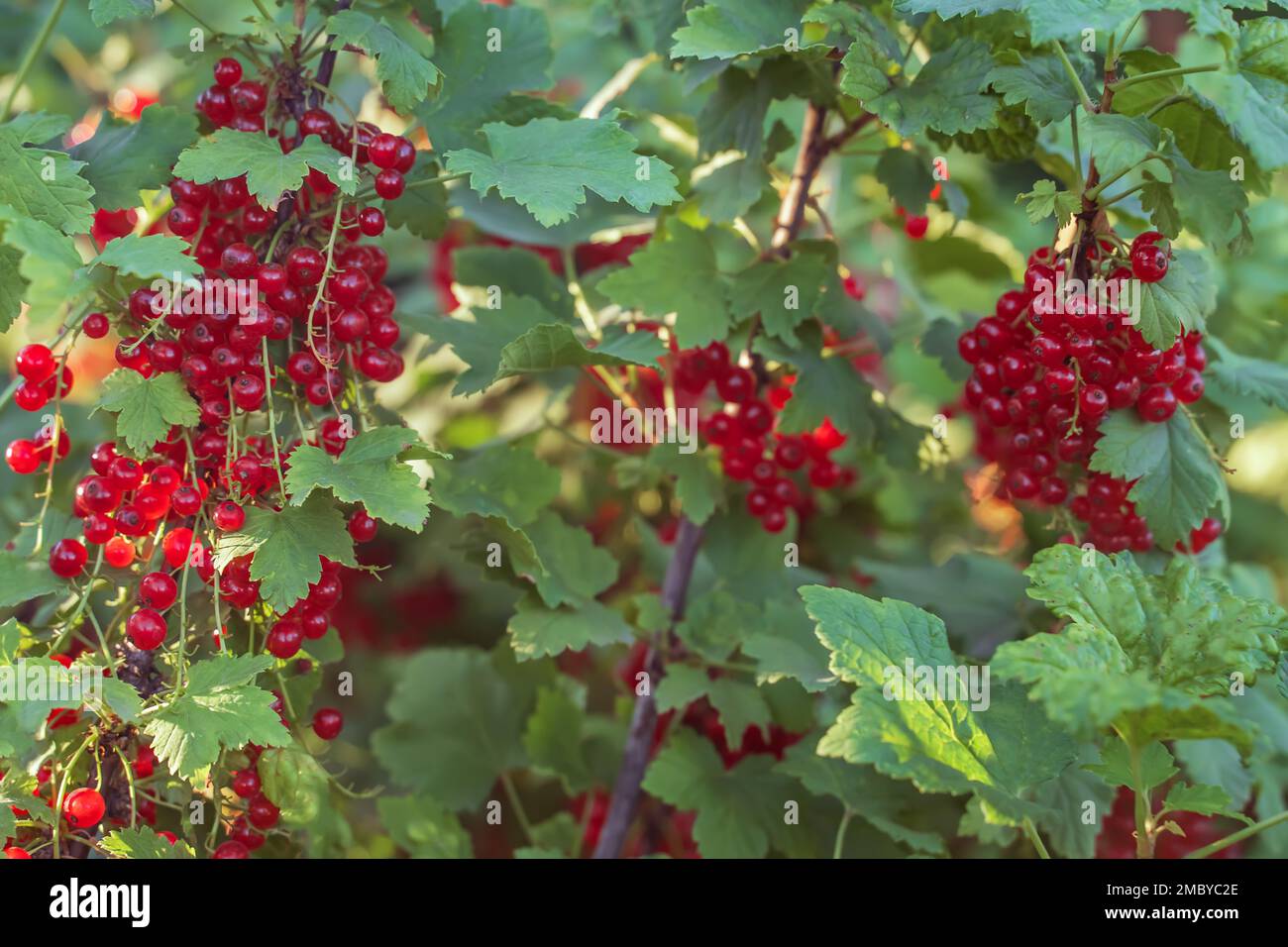 Primo piano con bush al ribes rosso, sfondo sfocato. Bush di frutta. Giardino biologico di frutta. Frutta e verdura biologica Foto Stock