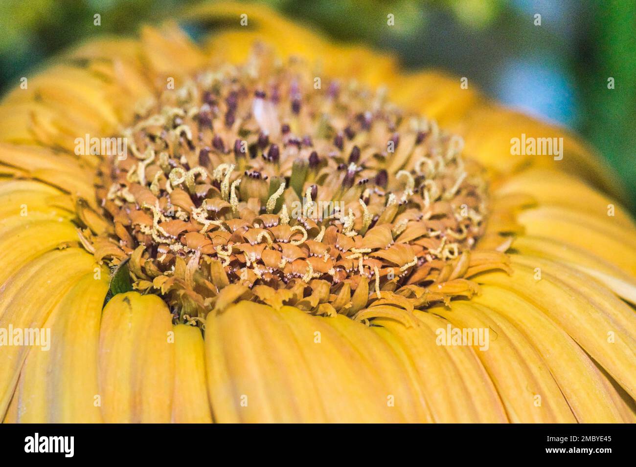 Immagine macro di una testa di girasole appassita Foto Stock