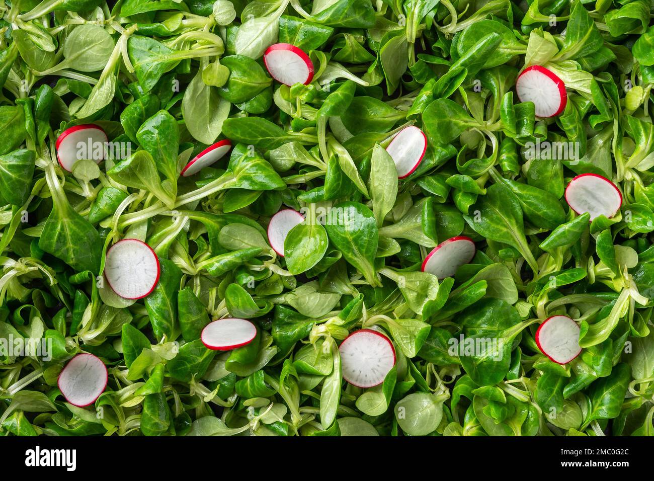 Lattuga fresca degli agnelli e fondo di ravanello. Ravanello affettato su foglie di insalata di mais verde o consistenza di mache. Basso calorie ingredienti di vitamina vegan insalata. Foto Stock