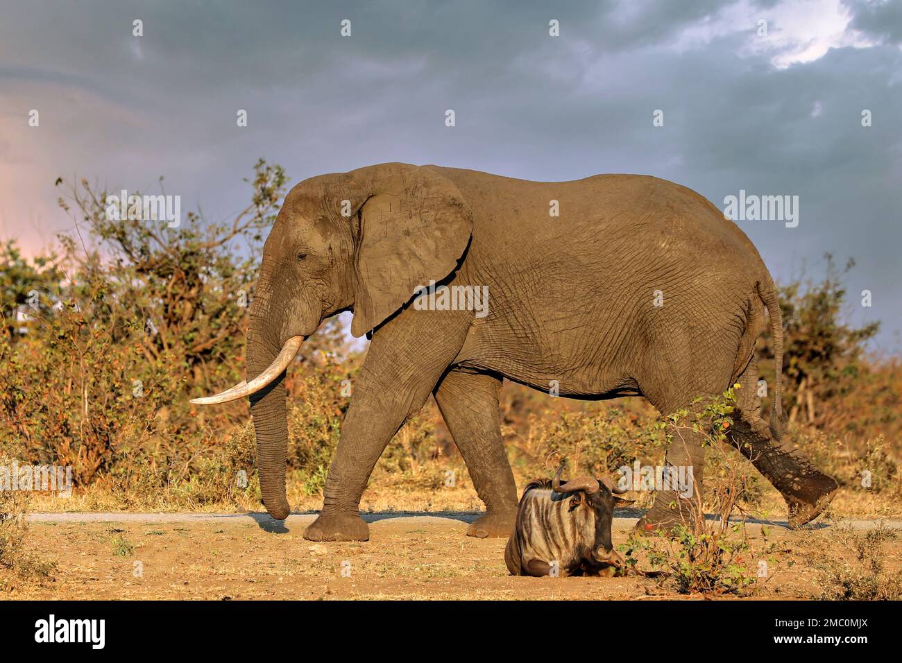 Enorme elefante africano, Kruger National Park Sud Africa Foto Stock
