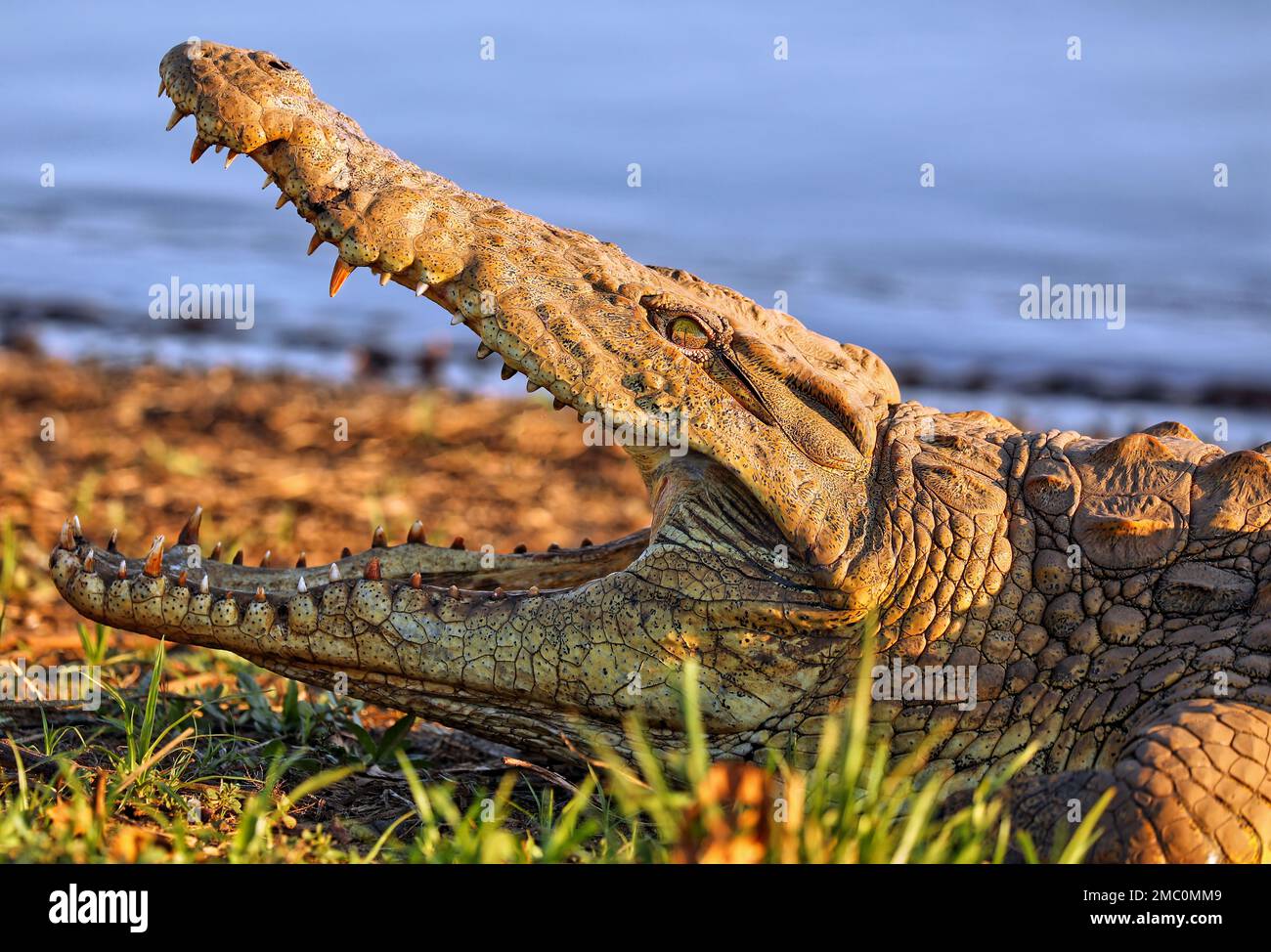 Coccodrillo nel Parco Nazionale di Kruger, Sudafrica Foto Stock