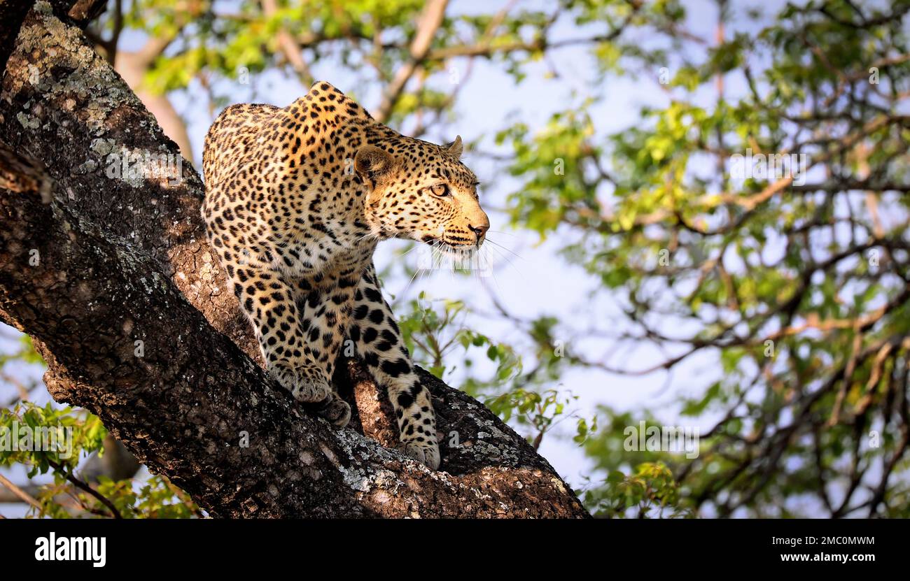 leopardo in un albero, Kruger National Park, Sudafrica Foto Stock