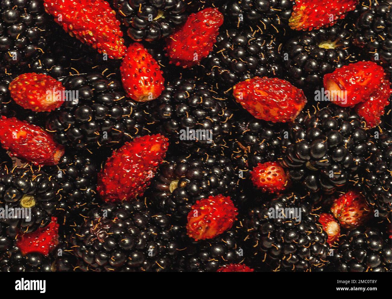 mora e fragole selvatiche, primo piano Foto Stock