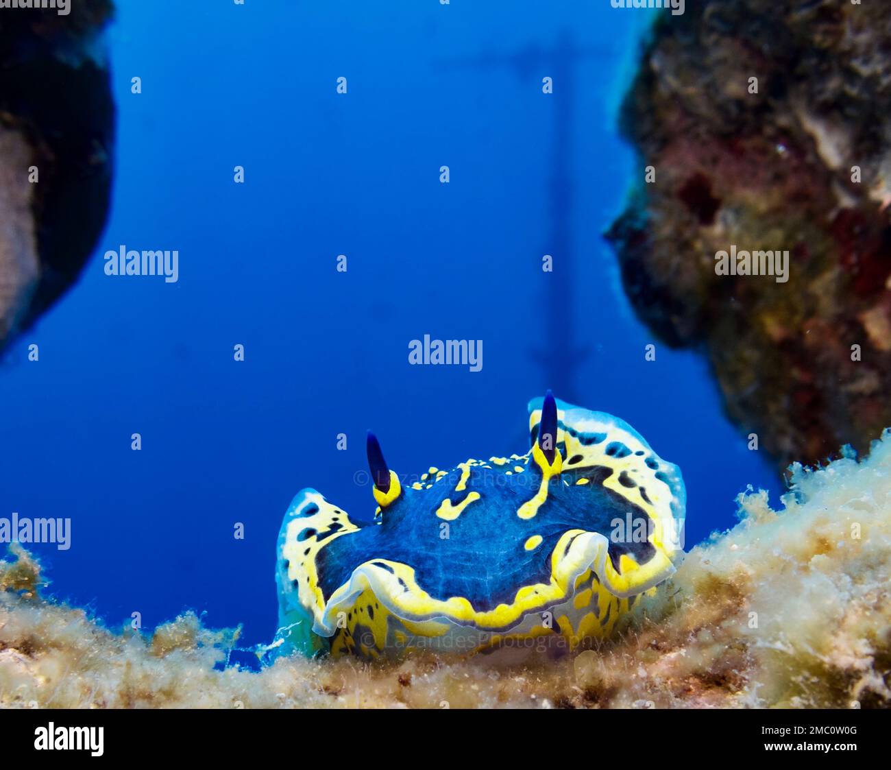 Nudibranch Felimare picta Foto Stock