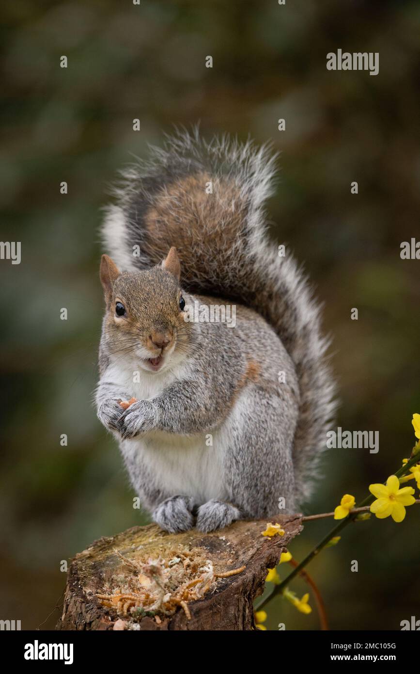 Scoiattolo grigio che tiene una arachidi nelle sue zampe piccole guardando stupito l'attività intorno a lui. Inverno giallo Jasmin è visto ai suoi piedi. Foto Stock