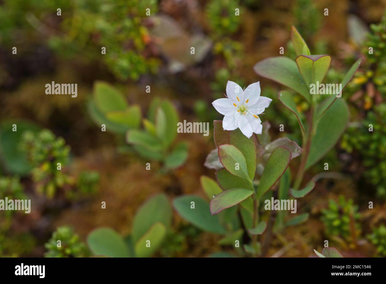 Stella europea a sette punte (Trientalis europaea), Kvaloya, Norvegia Foto Stock