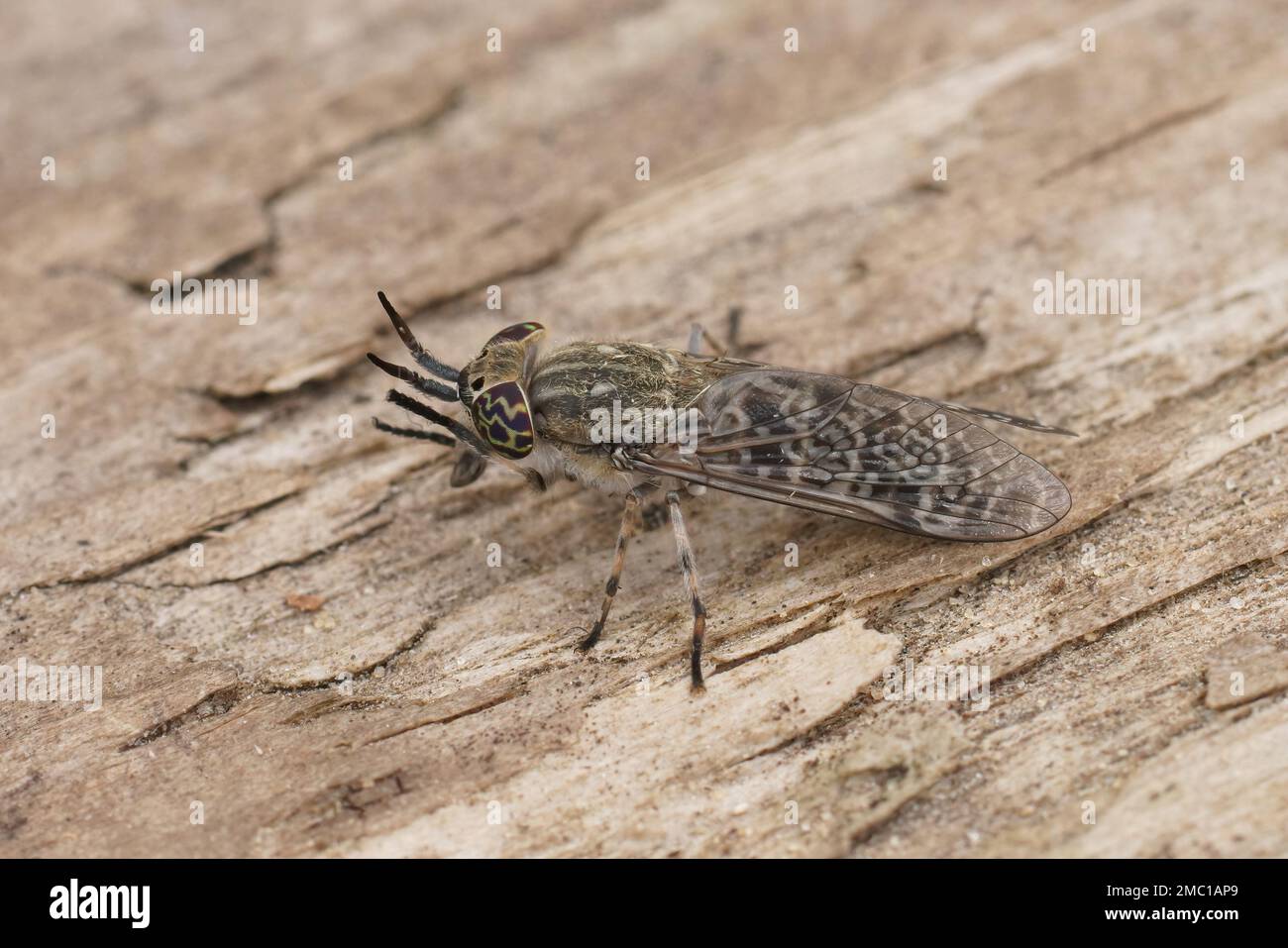 Dettaglio closeup su un crine grigio con occhi colorati, Haematopota italica, seduta su legno pulizia degli occhi Foto Stock