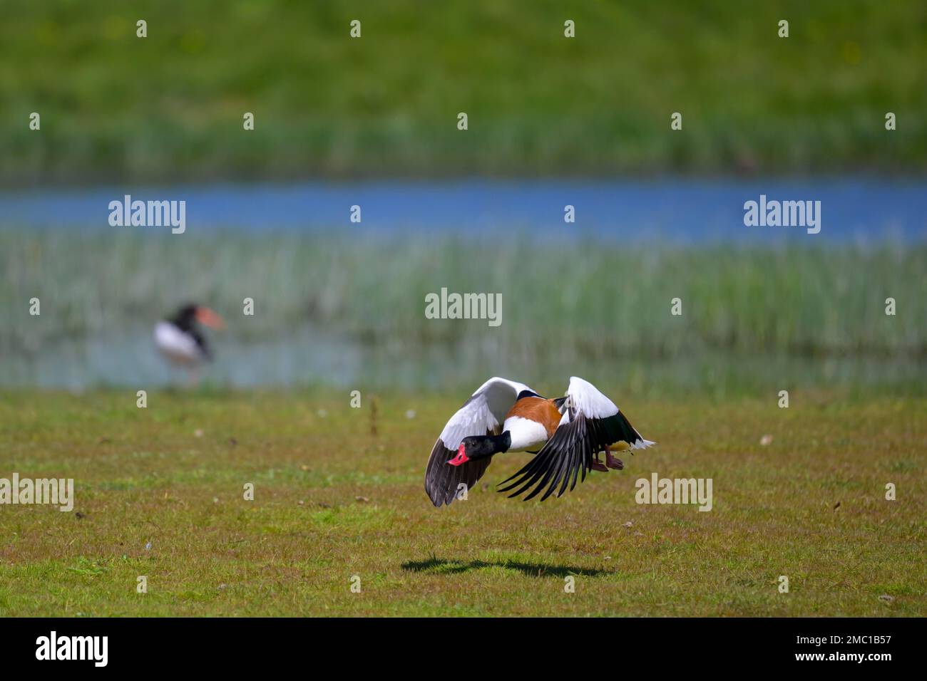 Shelduck (Tadorna tadorna) in volo, Schleswig Holstein, Germania Foto Stock